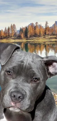 Water Dog Sky Live Wallpaper