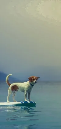 This phone live wallpaper features a captivating image of a man on a surfboard with a playful Jack Russel terrier