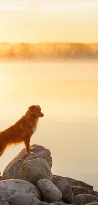 This live phone wallpaper showcases a beautiful golden retriever standing on a rock by the water during a peaceful golden hour