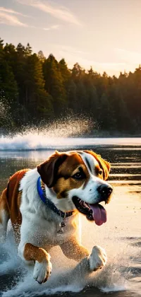 Water Dog Water Resources Live Wallpaper