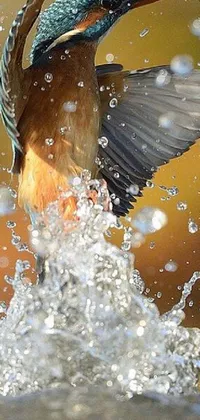 Adorn your phone with a stunning live wallpaper crafted by nature itself! Witness a breathtaking bird standing amidst water droplets that shake and roll as they fall around the creature