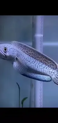 This live wallpaper brings your phone screen to life with a stunning close-up view of a fish in a tank
