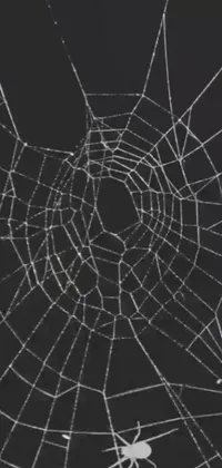 Looking for a stunning phone live wallpaper that is sure to impress? Look no further than this design, which features a lifelike spider perched atop a spider web