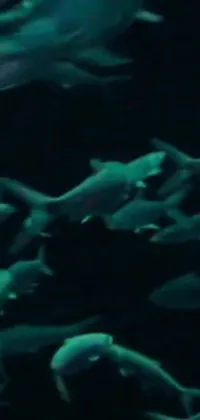 This phone live wallpaper is a captivating scene featuring a large group of fish swimming in an aquarium