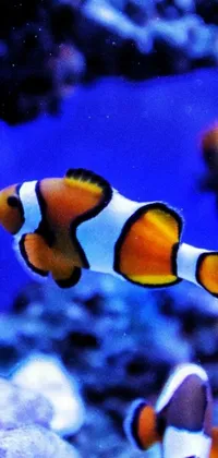This phone live wallpaper features two clown fish swimming effortlessly in a vibrant and realistic aquarium environment