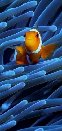 This live wallpaper features a close-up of a clown fish nestled in a sea anemone at the bottom of the ocean