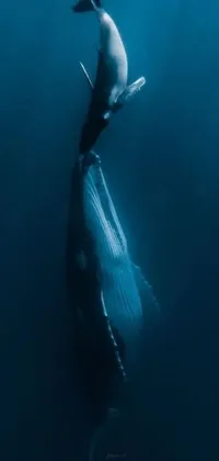 This phone live wallpaper showcases a majestic whale gracefully swimming in deep blue waters