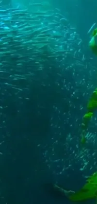 Bring the beauty of the ocean to your phone with this stunning live wallpaper