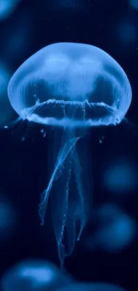 This phone live wallpaper showcases a stunning image of a jellyfish floating gracefully atop a body of water