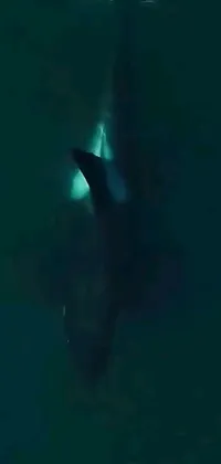 This live phone wallpaper showcases a hologram of a shark swimming in dark waters above a whale fall