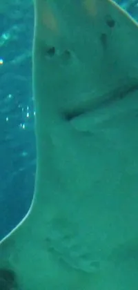This live wallpaper showcases a striking up-close image of a shark swimming in blue waters