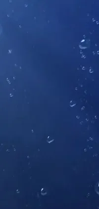 Looking for a phone live wallpaper that will transport you into a serene underwater world? Look no further than this breathtaking jellyfish live wallpaper! Set against a deep blue background and featuring soft movements and delicate bubbles, this wallpaper perfectly captures the grace and beauty of these underwater creatures