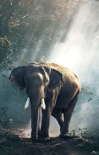 Water Elephant Elephants And Mammoths Live Wallpaper