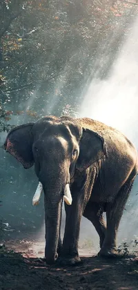 Water Elephant Natural Landscape Live Wallpaper
