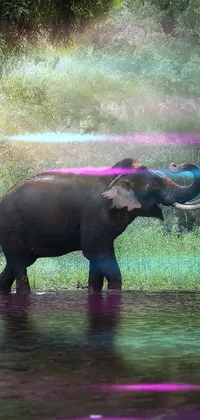 Water Elephant Vertebrate Live Wallpaper