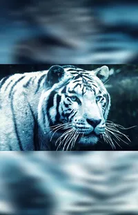 Water Eye Bengal Tiger Live Wallpaper