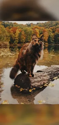 Water Felidae Cat Live Wallpaper
