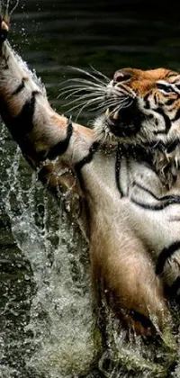 This phone live wallpaper showcases a breathtaking photo of a tiger enjoying itself in a scenic body of water surrounded by lush greenery