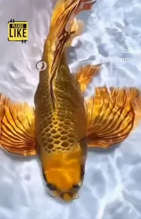 Water Fin Fish Live Wallpaper