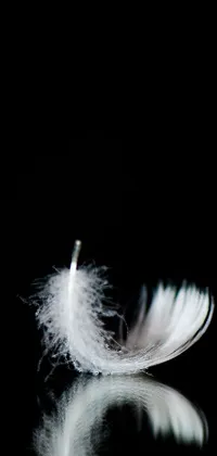 Water Flash Photography Feather Live Wallpaper