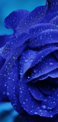 Experience the nature's beauty with this mesmerizing live wallpaper- featuring a close-up view of a blue rose decorated with water droplets