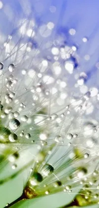 Water Flower Droplet Live Wallpaper