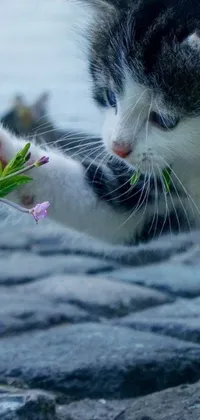 This live phone wallpaper showcases a close-up of a black and white cat reaching for a flower, with a touch of futurism portraying the kitten as a cyborg
