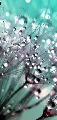This phone live wallpaper is a breathtaking close-up of water droplets on a dandelion, captured with mesmerizing art photography