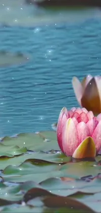 Water Flower Liquid Live Wallpaper