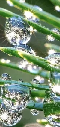 This live wallpaper features water droplets on a green plant accompanied by sparkling crystals, a profile picture, grass, and water
