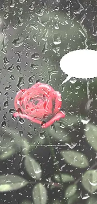 Water Flower Liquid Live Wallpaper