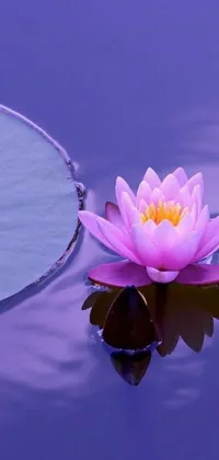 Water Flower Lotus Live Wallpaper