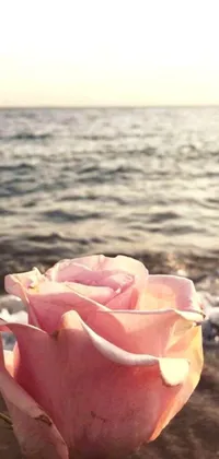 This phone live wallpaper showcases a beautiful pink rose on a sandy beach, set against a background with light pink tonalities