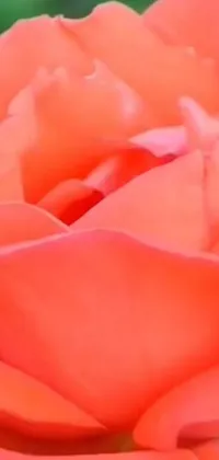 Adorn your phone screen with the stunning Coral Red Flower Live Wallpaper