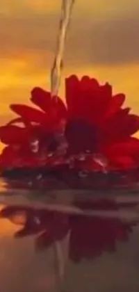 This stunning phone live wallpaper depicts a serene red flower resting atop a tranquil body of water