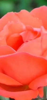 If you're looking for a stunning live wallpaper for your phone, look no further than this beautiful coral red and pink rosa rose with lush green leaves in the background
