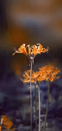This phone live wallpaper presents a captivating image of two orange flowers amid a rainstorm