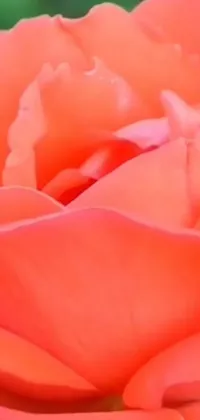 This digital art phone live wallpaper features a captivating close-up scene of an orange rose in bloom, surrounded by green leaves