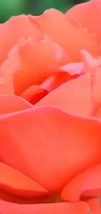 This phone live wallpaper showcases a close-up digital rendering of a flower in full bloom with large orange and pink individual rose petals against a blurry coral red sunset sky background
