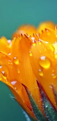 This mobile live wallpaper showcases a stunning yellow flower