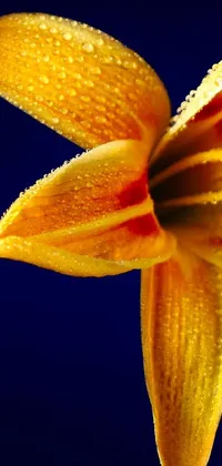 This phone live wallpaper showcases a breathtaking macro photograph of a vibrant yellow lily flower on a stunning blue background