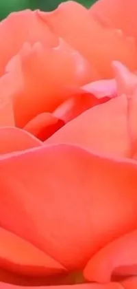 This stunning phone live wallpaper features a stunning orange rose with green leaves that look almost like a real flower