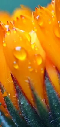 Water Flower Orange Live Wallpaper