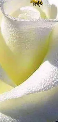 This phone live wallpaper features a stunning macro photograph of a bee sitting atop a white rose
