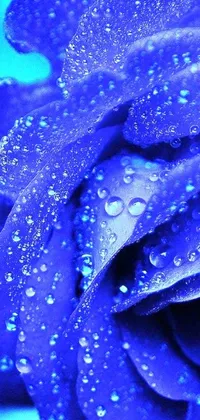 This phone live wallpaper showcases a gorgeous blue rose with sparkling water droplets, set against a stunning blue neon background