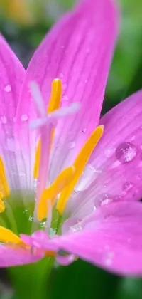 This phone live wallpaper features a beautiful pink lily with water droplets