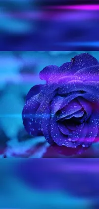 This lively phone wallpaper showcases a stunning purple rose adorned with water droplets