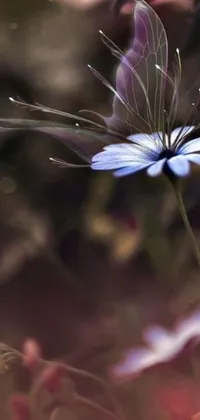 Enhance your phone's screen with this stunning live wallpaper featuring a close-up of a blue flower