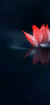 This phone live wallpaper features a red flower floating on water, showing a minimalist style inspired by Chinese painting and created with amoled technology