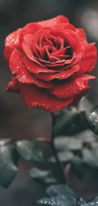 Introducing a stunning phone live wallpaper featuring a red rose with water droplets captured in beautiful detail in a macro photograph